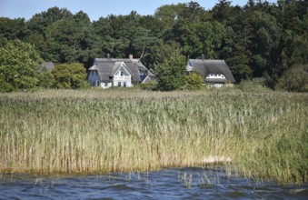 Häuser mit Reetdach am Borner Bodden auf dem Darß, Mecklenburg-Vorpommern, Deutschland