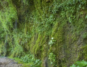 Naturschauspiel Rinnende Mauer am Steyr Fluss, Molln, Oberösterreich, Österreich
