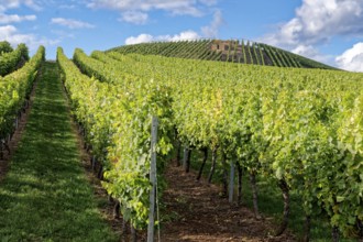 Rebstöcke in Reihen am Weinbgut Brunnenhof. Norheim, Rheinland-Pfalz, Deutschland