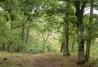 Wanderweg im Wandergebiet Rotenfels im Naturpark Soonwald-Nahe in der Pfalz. Traisen, Landkreis Bad