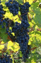 Rote Weinreben, Weintrauben, an Rebstöcken am Weingut Brunnenhof. Norheim, Bad Kreuznach,