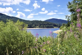 Rosebay Willowherb wildflowers with beautiful mountain lake in the Black Forest in Forbach in