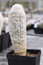 Single 'Espostao Ianata' cotton ball cactus houseplant with woolly coat in flower pot