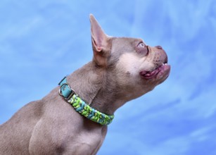 New Shade Isabella colored French Bulldog dog with woven paracord collar in fonrt of blue