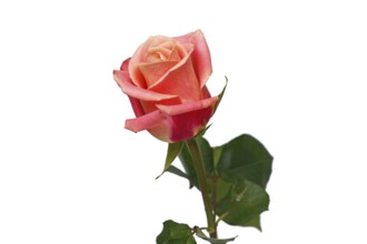 Single peach colored rose flower on white background