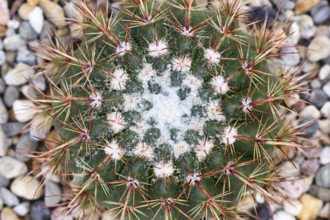 Close up of small 'Notocactus Roseoluteus' cactus with stones