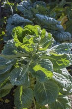 Rosenkohl, Rosenkohlpflanze (Brassica oleracea var. gemmifera), Münsterland, Nordrhein-Westfalen,