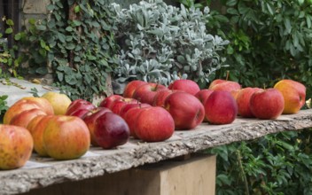 Verschiedene Äpfel liegen auf einem rustikalen Holzbrett, umgeben von üppigem Grün und Natur,
