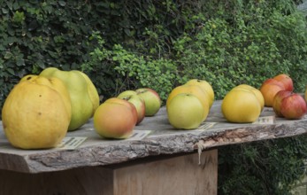Eine Vielfalt von Äpfeln, darunter gelbe und rote, präsentiert sich auf einem rustikalen Brett vor