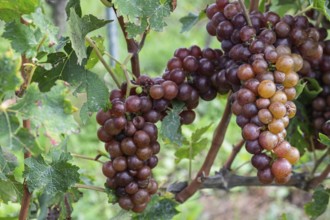 Rebstock mit reifen Trauben, Südpfalz, Rheinland-Pfalz, Deutschland