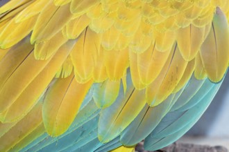 Military macaw (Ara militaris) feathers, close-up, Costa Rica, Central America