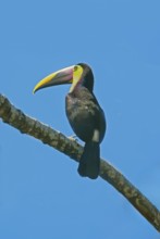 Chestnut-mandibled Toucan (Ramphastos swainsonii) perching on a tree, Corcovado National Park, Osa