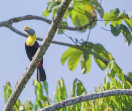 Chestnut-mandibled Toucan (Ramphastos swainsonii) perching on a tree, Corcovado National Park, Osa
