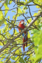 Scarlet Macaw (Ara macao) eating nut, Corcovado National Park, Osa Peninsula, Costa Rica