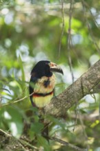 Collared Aracari (Pteroglossus torquatus), Costa Rica, Central America