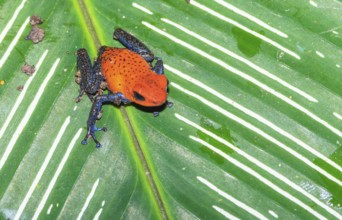 Blue jeans dart frog (Dendrobates pumilio) on a leaf, Costa Rica