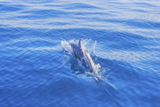 Pantropical spotted dolphin (Stenella attenuata) swimming, Drake Bay, Corcovado National Park, Osa