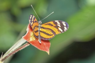 Orange-spotted Tiger Clearwing, (Mechanitis polymnia) butterfly, Costa Rica, Central America