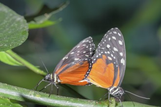 Monarch Butterflies, (heliconius hecale), Costa Rica