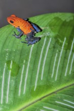 Blue jeans dart frog (Dendrobates pumilio) on a leaf, Costa Rica