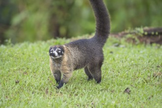 Coati (Nasua narica), Costa Rica, Central America
