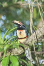 Collared Aracari (Pteroglossus torquatus) perched on tree, Costa Rica, Central America