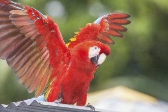 Scarlet Macaw (Ara macao) opening wings, Costa Rica, Central America