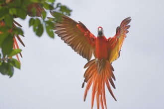 Scarlet Macaw (Ara macao) in flight, Corcovado National Park, Osa Peninsula, Costa Rica