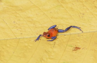 Blue jeans dart frog (Dendrobates pumilio) on a leaf, Costa Rica, Central America