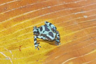 Green and Black poison dart frog, (Dendrobates auratus), Costa Rica, Central America