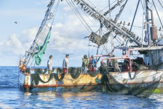Fishing boat accompanied by a flock of birds, Drake bay, Osa Peninsula, Costa Rica