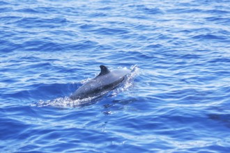 Pantropical spotted dolphin (Stenella attenuata) swimming, Drake Bay, Corcovado National Park, Osa