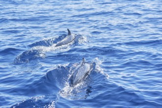 Pantropical spotted dolphins (Stenella attenuata) swimming, Drake Bay, Corcovado National Park, Osa