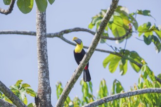 Chestnut-mandibled Toucan (Ramphastos swainsonii) perching on a tree, Corcovado National Park, Osa