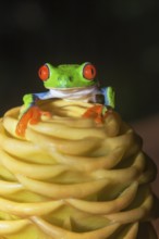 Red eyed tree frog (Agalychins callydrias) on yellow flower, Costa Rica