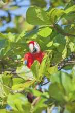 Scarlet Macaw (Ara macao) perching on a tree, Corcovado National Park, Osa Peninsula, Costa Rica