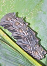 Tent making bats (Uroderma bilobatum) stack sitting on a green leaf, La Fortuna, Costa Rica