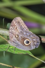 Magnificent Owl butterfly (Caligoeurilochus sulanus), Costa Rica, Central America