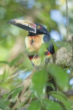 Collared Aracari (Pteroglossus torquatus) perched on tree, Costa Rica, Central America