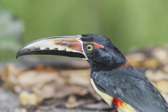 Collared Aracari (Pteroglossus torquatus), Sarapiqui, Costa Rica, Central America
