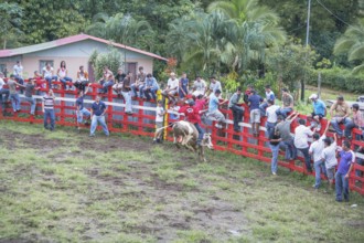 Rodeo, La Fortuna, Arenal, Costa Rica, Central America