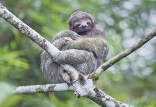 Three-toed sloth (Bradypus variegatus) sitting on a tree, Costa Rica, Central America