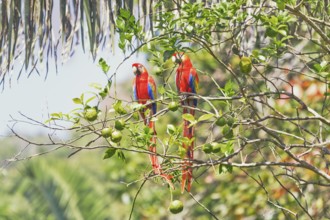 Scarlet Macaws (Ara macao) perching on a tree, Corcovado National Park, Osa Peninsula, Costa Rica