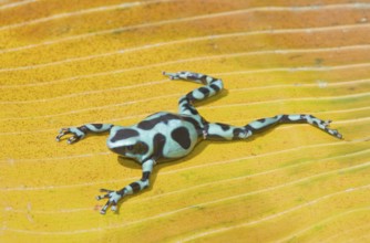 Green and Black poison dart frog, (Dendrobates auratus), Costa Rica, Central America
