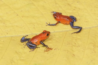 Blue jeans dart frogs (Dendrobates pumilio) on a leaf, Costa Rica, Central America