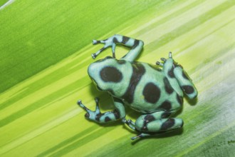 Green and Black poison dart frog, (Dendrobates auratus), Costa Rica, Central America