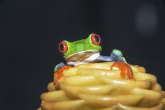 Red eyed tree frog (Agalychins callydrias) on yellow flower, Costa Rica