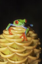 Red eyed tree frog (Agalychins callydrias) on yellow flower, Sarapiqui, Costa Rica