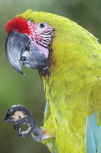 Military macaw (Ara militaris) eating, Costa Rica, Central America
