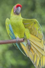 Military macaw (Ara militaris) opening its wings, Costa Rica, Central America